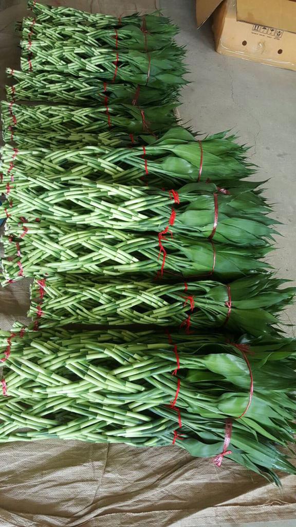 شحن نبات اللاكي بامبو